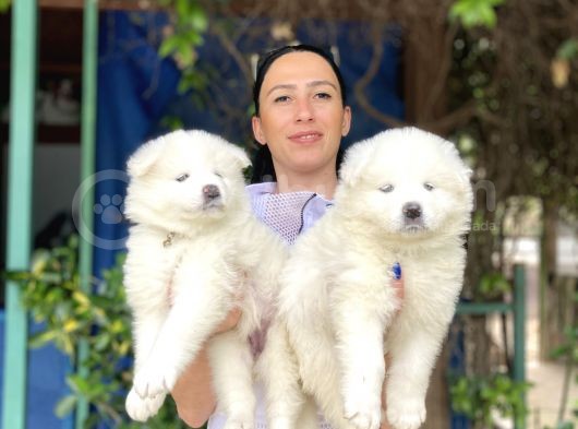 Samoyed Yavrularım Sağlık Ve Irk Garantili görsel