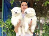 Samoyed yavrularım sağlık ve ırk garantili