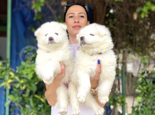 Samoyed Yavrularım Sağlık Ve Irk Garantili