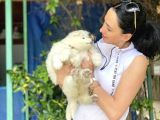 Samoyed Yavrularım Sağlık Ve Irk Garantili