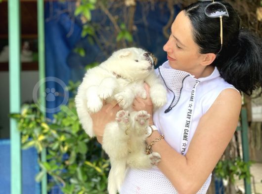 Samoyed Yavrularım Sağlık Ve Irk Garantili görsel