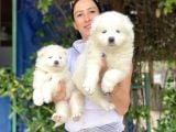 Samoyed Yavrularım Sağlık Ve Irk Garantili