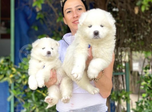 Samoyed Yavrularım Sağlık Ve Irk Garantili görsel