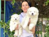 Samoyed Yavrularım Sağlık Ve Irk Garantili