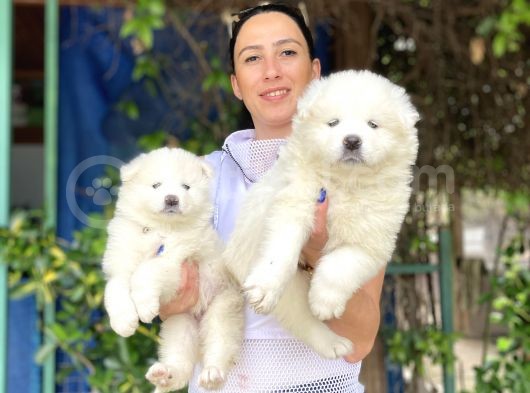 Samoyed Yavrularım Sağlık Ve Irk Garantili görsel