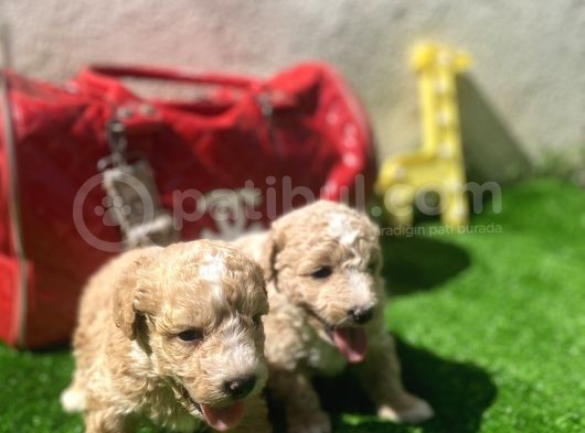 F2 Di̇zayn Irk Malti̇po Bebekler görsel