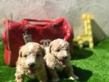 F2 DİZAYN IRK MALTİPO BEBEKLER
