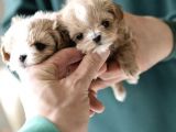 Yarışma Düzeyi Kore Mikro Boy Maltipoo Cindy