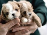Yarışma Düzeyi Kore Mikro Boy Maltipoo Cindy