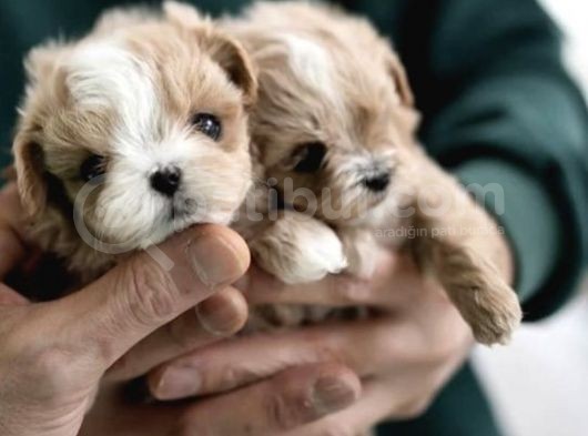 Yarışma Düzeyi Kore Mikro Boy Maltipoo Cindy görsel