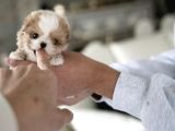 Yarışma Düzeyi Kore Mikro Boy Maltipoo Cindy
