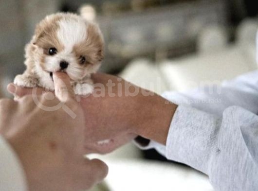 Yarışma Düzeyi Kore Mikro Boy Maltipoo Cindy görsel