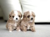 Yarışma Düzeyi Kore Mikro Boy Maltipoo Cindy
