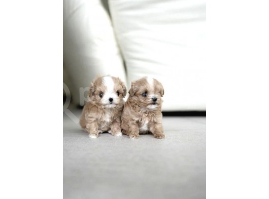 Yarışma Düzeyi Kore Mikro Boy Maltipoo Cindy görsel