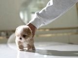 Yarışma Düzeyi Kore Mikro Boy Maltipoo Cindy