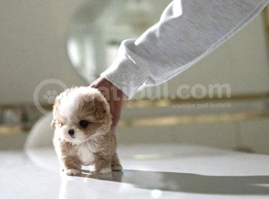 Yarışma Düzeyi Kore Mikro Boy Maltipoo Cindy