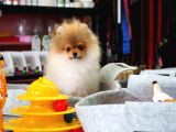 Pomeranian Tedy Bear