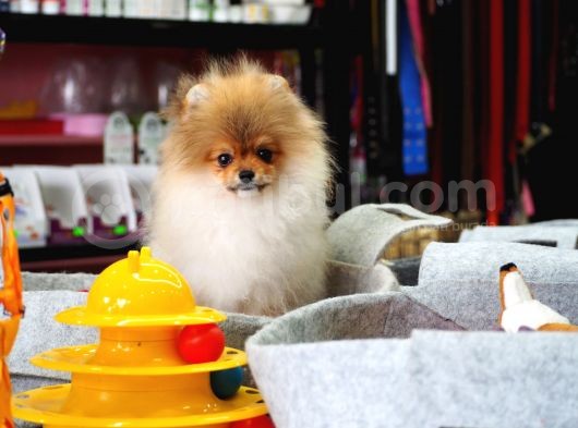 Pomeranian Tedy Bear görsel