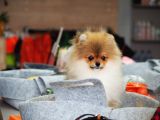 Pomeranian Tedy Bear