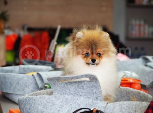 Pomeranian Tedy Bear görsel