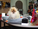 Pomeranian Tedy Bear