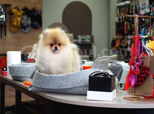 Pomeranian Tedy Bear görsel