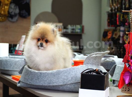 Pomeranian Tedy Bear görsel
