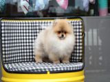 Pomeranian Tedy Bear