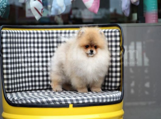 Pomeranian Tedy Bear görsel