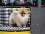 Pomeranian Tedy Bear