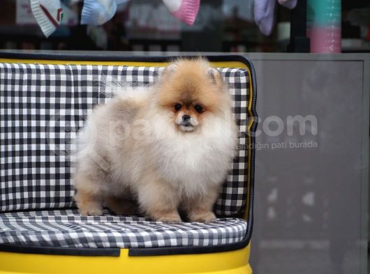 Pomeranian Tedy Bear görsel