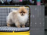Pomeranian tedy Bear