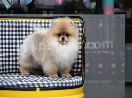 Pomeranian Tedy Bear
