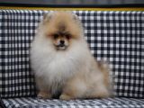 Pomeranian Tedy Bear