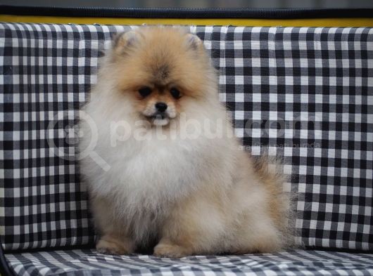 Pomeranian Tedy Bear görsel