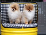 Pomeranian Tedy Bear