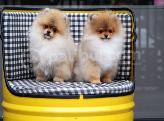 Pomeranian Tedy Bear görsel