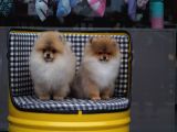 Pomeranian Tedy Bear