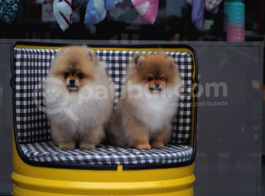 Pomeranian Tedy Bear görsel
