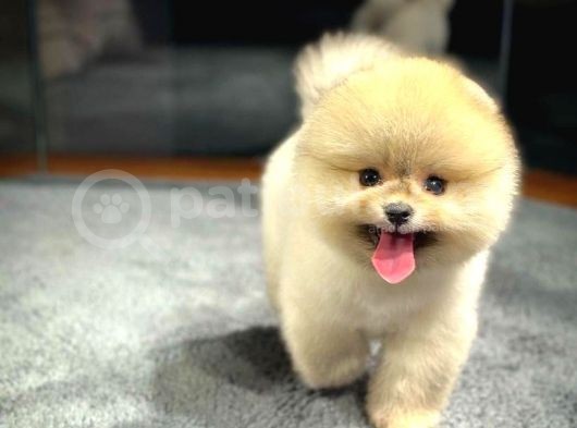 Ayı Surat Pomeranian Boo Yavrularımız
