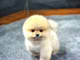 Ayı Surat Pomeranian Boo Yavrularımız