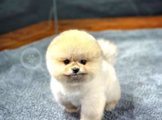 Ayı Surat Pomeranian Boo Yavrularımız görsel