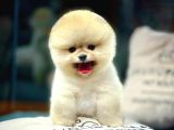 Ayı Surat Pomeranian Boo Yavrularımız