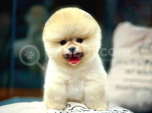 Ayı Surat Pomeranian Boo Yavrularımız görsel