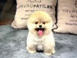 Ayı Surat Pomeranian Boo Yavrularımız