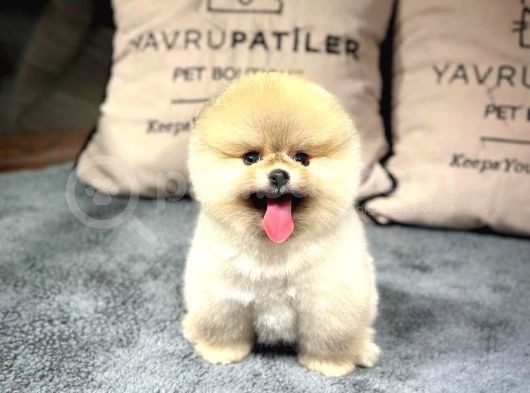 Ayı Surat Pomeranian Boo Yavrularımız görsel