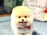 Yavru Patiler Güvencesiyle Pomeranian Yavrular