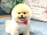 Yavru Patiler Güvencesiyle Pomeranian Yavrular