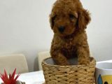 Harika Red Toy Poodle Bebekler