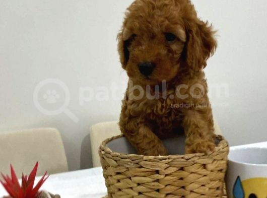 Harika Red Toy Poodle Bebekler görsel